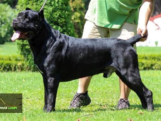 German Shepherd καθαροαιμα 6979314059--ΡΟΔΟΣ